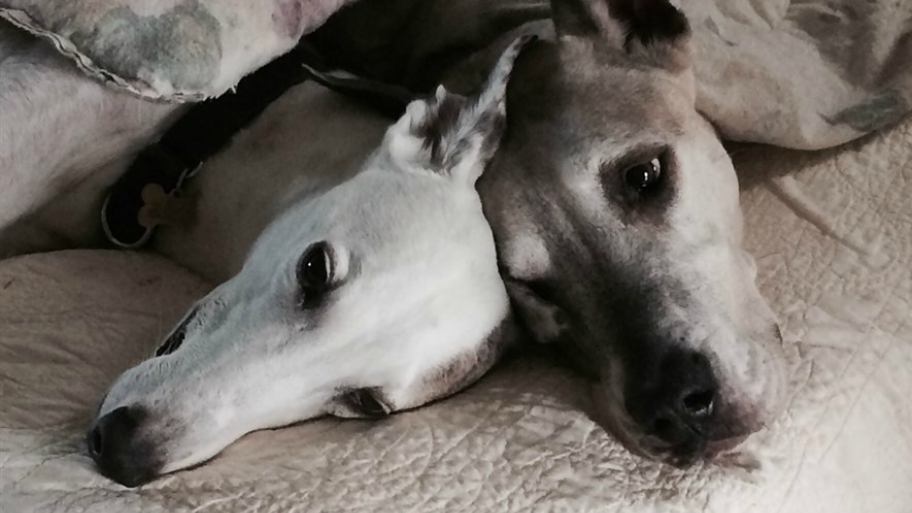 dogs on a bed